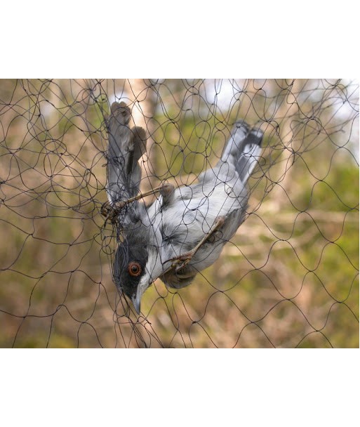 Filet japonais de capture de baguage oiseaux Bonardi noir 3m x 2,40m
