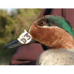 Marque nasale pour oiseaux avec code pour suivre un individu après baguage.