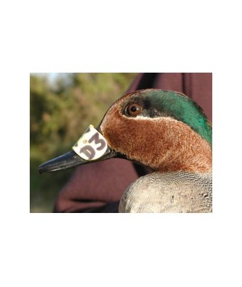 Marque nasale pour oiseaux avec code pour suivre un individu après baguage.
