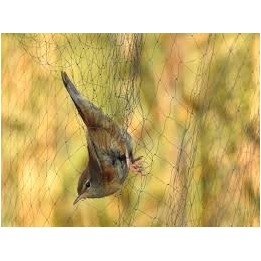 Filet japonais Bonardi pour baguage oiseaux 70 deniers - 9 m de long