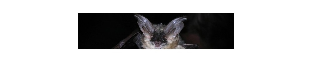 Harptraps ou Harp Traps : Capturer les chiroptères (chauve-souris)