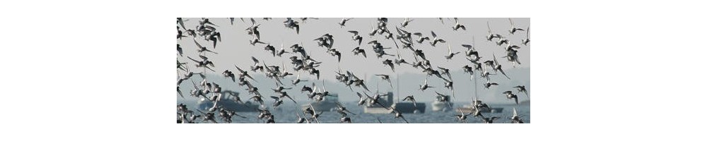 Compteurs manuels pour séance comptage animaux : baguage oiseaux
