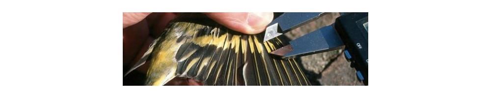 Pieds à coulisse pour mesure sur oiseaux et chiroptères lors du baguage