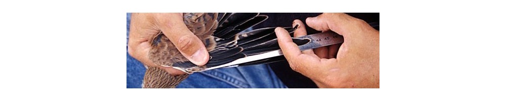 Réglet à butée pour mesurer les oiseaux et chiroptères lors du baguage