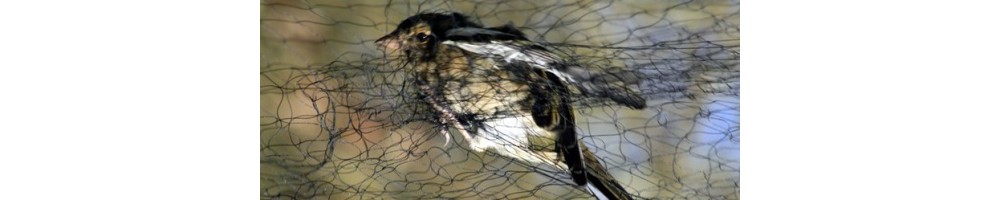 Filet japonais baguage oiseaux de 6 mètres de longueur