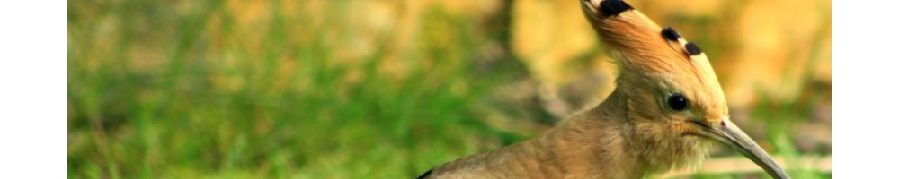 Matériels étude des oiseaux et chiroptères pour baguage et recherche