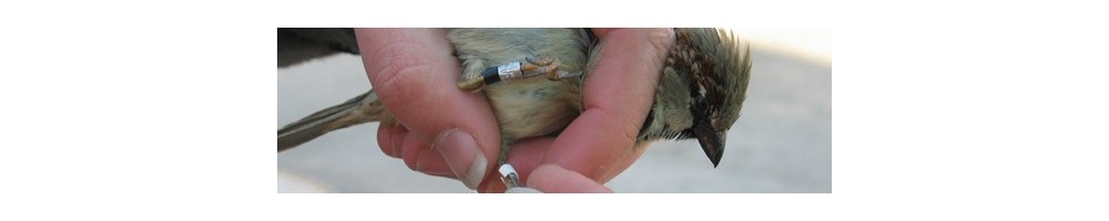 Filets pour baguage des oiseaux / chiroptères de 16 mm de maille