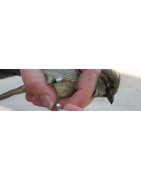 Filets japonais maille de 30 mm pour capture chiropètres et baguage oiseaux