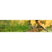 ETUDE OISEAUX - CHIROPTERES