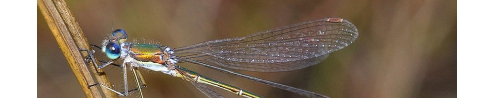 Etude des insectes : matériels spécifiques : filets à papillon, à libellule, troubleaux...