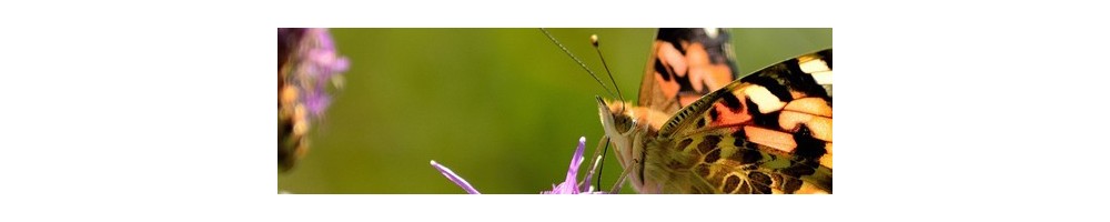 Filets à papillons et libellules : déjà montés ou sur mesure ! Objet scientique.