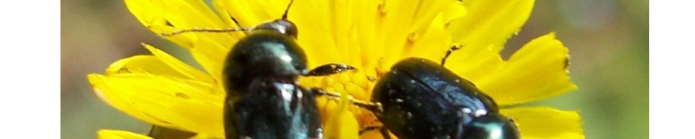Filets et pièges à insectes : Appareil De Berlèse, Parapluie Japonais, Nappe de battage
