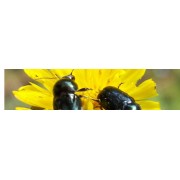 Filets et pièges à insectes