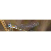 ETUDE INSECTES