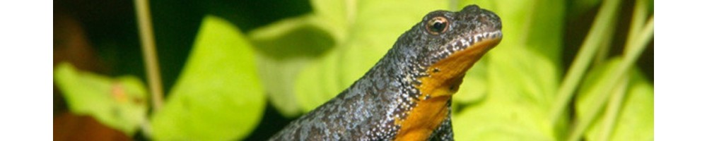 Etudes des batraciens, urodèles : filets troubleau pour capture des grenouilles, crapauds et tritons